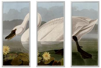Audubon Swan Triptych SF